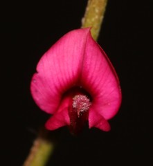 Indigofera amoena