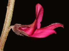 Indigofera amoena