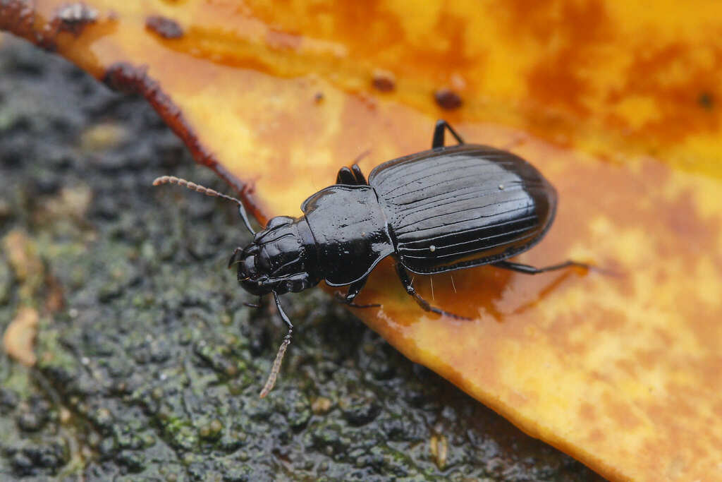 Hiletinae