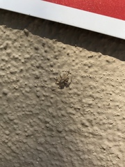 Menemerus bivittatus