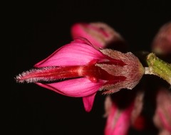 Indigofera amoena