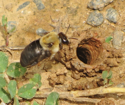 Hibiscus Turret Bee photo 3