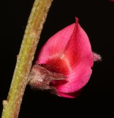 Indigofera amoena