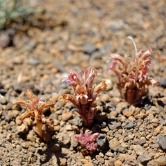 Aphyllon corymbosum
