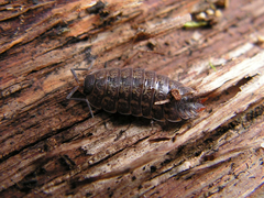 Porcellio monticola