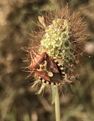Codophila varia