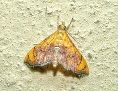 Hyalobathra aequalis
