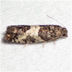 Spilonota ocellana