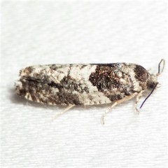 Gypsonoma adjuncta
