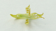 Notylia pubescens