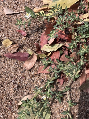 Image of Slender Carpet-Weed (Glinus oppositifolius) by no rights reserved