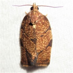 Argyrotaenia juglandana