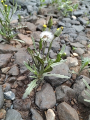 Senecio dubitabilis