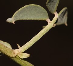 Indigofera amoena