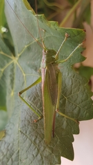 Tettigonia viridissima
