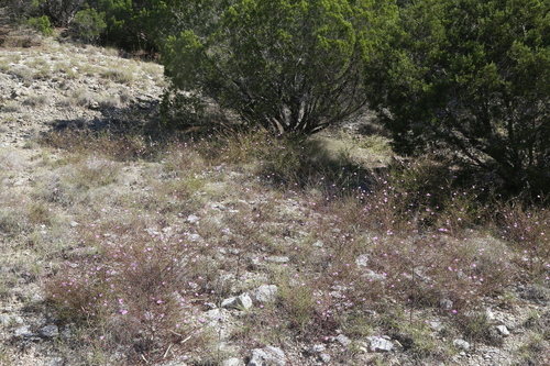 Image of Agalinis edwardsiana by (c) Reid Hardin, some rights reserved (CC BY)