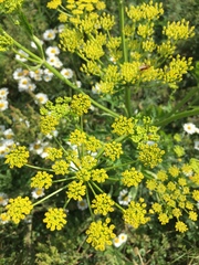 Pastinaca