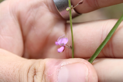 Grass-Leaf Tick-Trefoil (Desmodium angustifolium)