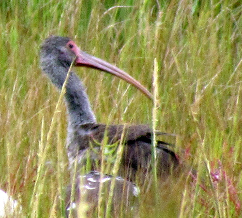 White Ibis photographed in Delaware