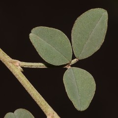 Indigofera amoena