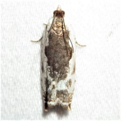 Ancylis nubeculana