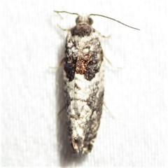 Gypsonoma adjuncta