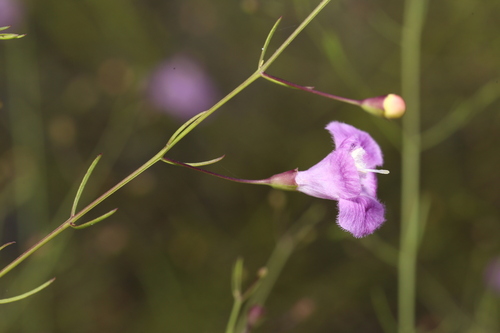 Image of Agalinis edwardsiana by (c) Reid Hardin, some rights reserved (CC BY)