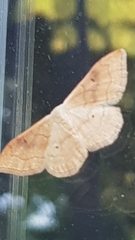 Idaea rubraria