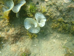 Padina pavonica