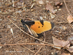 Acraea anemosa