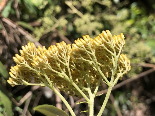 Image of Cassinia Compacta (Cassinia compacta) by (c) Samuel Frankel, some rights reserved (CC BY)