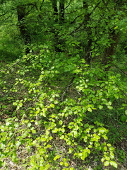 Pyrus communis caucasica
