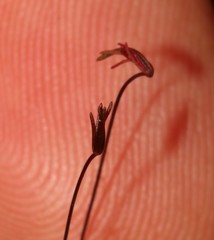 Oxalis filifoliolata