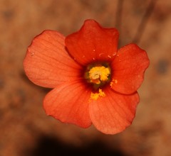 Oxalis filifoliolata