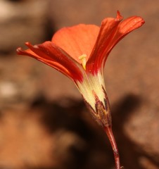 Oxalis filifoliolata