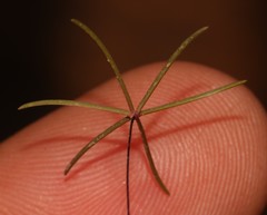 Oxalis filifoliolata