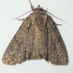 Acronicta americana