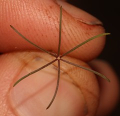 Oxalis filifoliolata