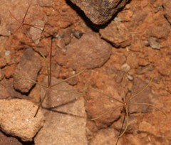 Oxalis filifoliolata