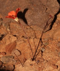 Oxalis filifoliolata