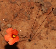 Oxalis filifoliolata