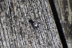 Tabanus trimaculatus