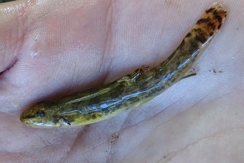 Stone Loach