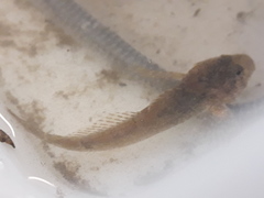Cottus perifretum