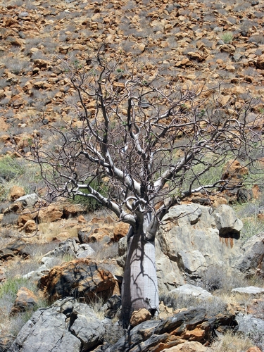 Image of Moringa ovalifolia by (c) Stefan Wolmarans, some rights reserved (CC BY)