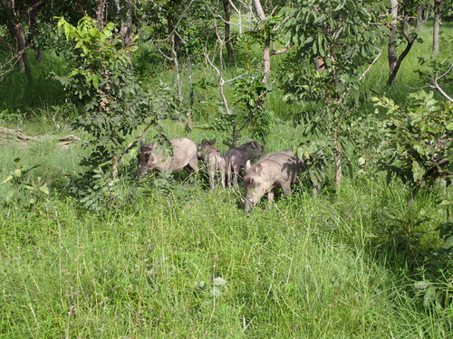 Northern Warthog