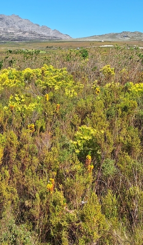 Image of Mealie Heath (Erica patersonia) by (c) Adele SL, some rights reserved (CC BY)