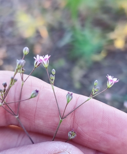 Image of Gypsophila perfoliata by (c) Иван Ковтун Ivan Kovtun, some rights reserved (CC BY)