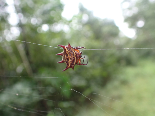 Gasteracantha curvispina