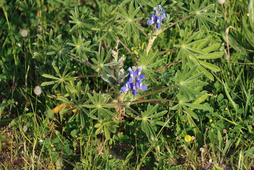 Image of Lupinus cosentinii by (c) Tony Rebelo, some rights reserved (CC BY-SA)